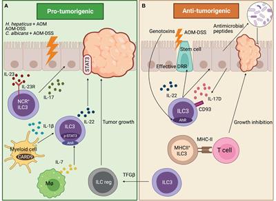 Innate lymphoid cells type 3 in cancer